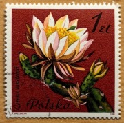 2637, * kasowany, Kwiaty sukulentów - kaktusy