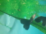 Gupik Moskiewski Atramentowy 