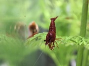 Krewetki Neocaridina Bloody Mary