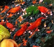 Krewetki Neocaridina Red Cherry 30 sztuk