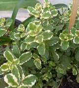 Mięta wonna variegata