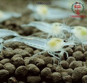 Krewetki Neocaridina White Pearl woda kranowa ZAMIANA GRATIS PROMOCJA