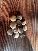 Nasiona glicynii chińskiej 