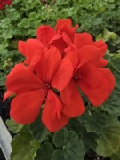 Pelargonia zonale- stojąca , jasny czerwony
