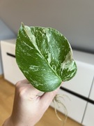 Monstera Variegata