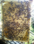 Odkłady Pszczele na ramce wielkopolskiej Maj 2026