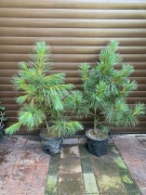 Sosny wejmutki o wysokości 90-140 cm