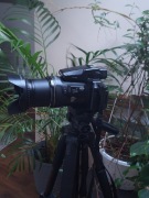 nikon coolpix p 950 