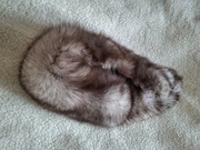 Srebrny lis futerko szal kożuch 