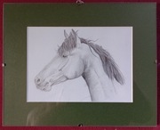 Gniady koń portret antyrama