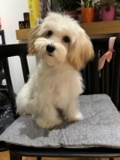 Maltipoo suczka kremowa