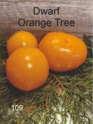 109-Dwarf Orange Tree. Pomidory kolekcjonerskie.