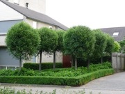 Wiśnia osobliwa 'Umbraculifera', szczep. 200 - 220 cm, obwód 8 - 12 cm