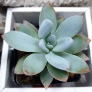 Graptoveria Powder Puff, biała eszeweria, GRATIS 291