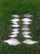 Mrożone krąpie killer na sandacza, węgorza