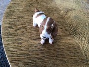 Cocker Spaniel Dania figurka