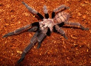 Chilibrachys fimbriatus L3