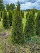 Tuja Szmaragd TUJE 190 - 200 cm Producent Dostawa