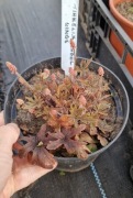 Tiarella  Angel Wings  1.5l donica 
