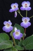 Primulina (chirita) Atsuko, rodzina fiołek afrykański 