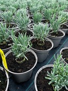 Lawenda pośrednia 'Phenomenal' (Niko) odporna na wilgoć i choroby