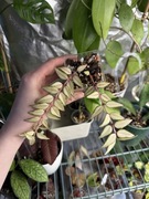 Hoya bella luis bois | hoja, hoya