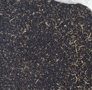 Rzepak zbiory 2025 na poplon jako pasza ptaki gołębi  