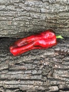 Doux  d ' Espange  Papryka Słodka 