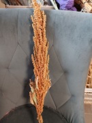 Amarantus Szarłat pomarańczowy suszony kwiaty bukiety 