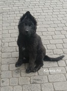 Szczeniaki owczarki niemieckie długowłose ZKwP FCI 