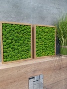 Obraz Mech Chrobotek Głęboka Rama 30/37cm 3szt.