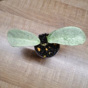 Hoja Hoya Carnosa Grey Ghost 