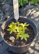 Jarzmianka  Primadonna 1.5l