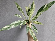 Sadzonka Spathiphyllum skrzydłokwiat diamond variegata świetne geny 