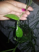 Epipremnum pinnatum pinatum Mint cięta szczyt