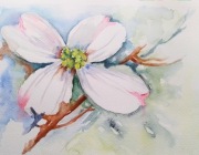 'Dereń kwiecisty biały"