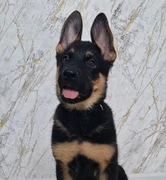 Owczarek niemiecki krótkowłosy linia użytkowa FCI 