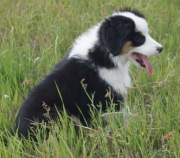 Miniaturowy Owczarek Amerykański