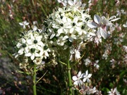 Śniedek Saundersa 30 dużych nasion