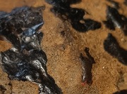 Duży meteoryt 1154g 13x10cm gęstość ok 3,5 g/cm3