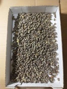 Murarka ogrodowa, Kokony murarki ogrodowej - 1000 szt.