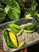 Zestaw Scyndapsus Exotica Andalas variegata Halimoon scindapsus hologram 