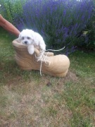 Rzeźba z piaskowca "but"