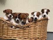 Jack Russell Terrier od # SMARTIE JACKS# PUPPIES już są!