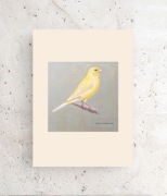 retro plakat z ptaszkiem, kanarek plakat A4, plakat z kanarkiem 21x30