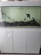 Akwarium kompletne z szafką 260 l