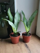 Piękna Sansevieria Moonshine zdrowe sadzonki bejbiki ostatnie sztuki