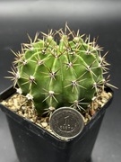 kaktus Echinopsis hybryd 39-2005 Ursula