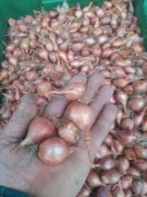 Cebula cebula kartoflanka rodzima stara odmiana 