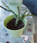 Orbea Variegata Stapelia sadzonka 